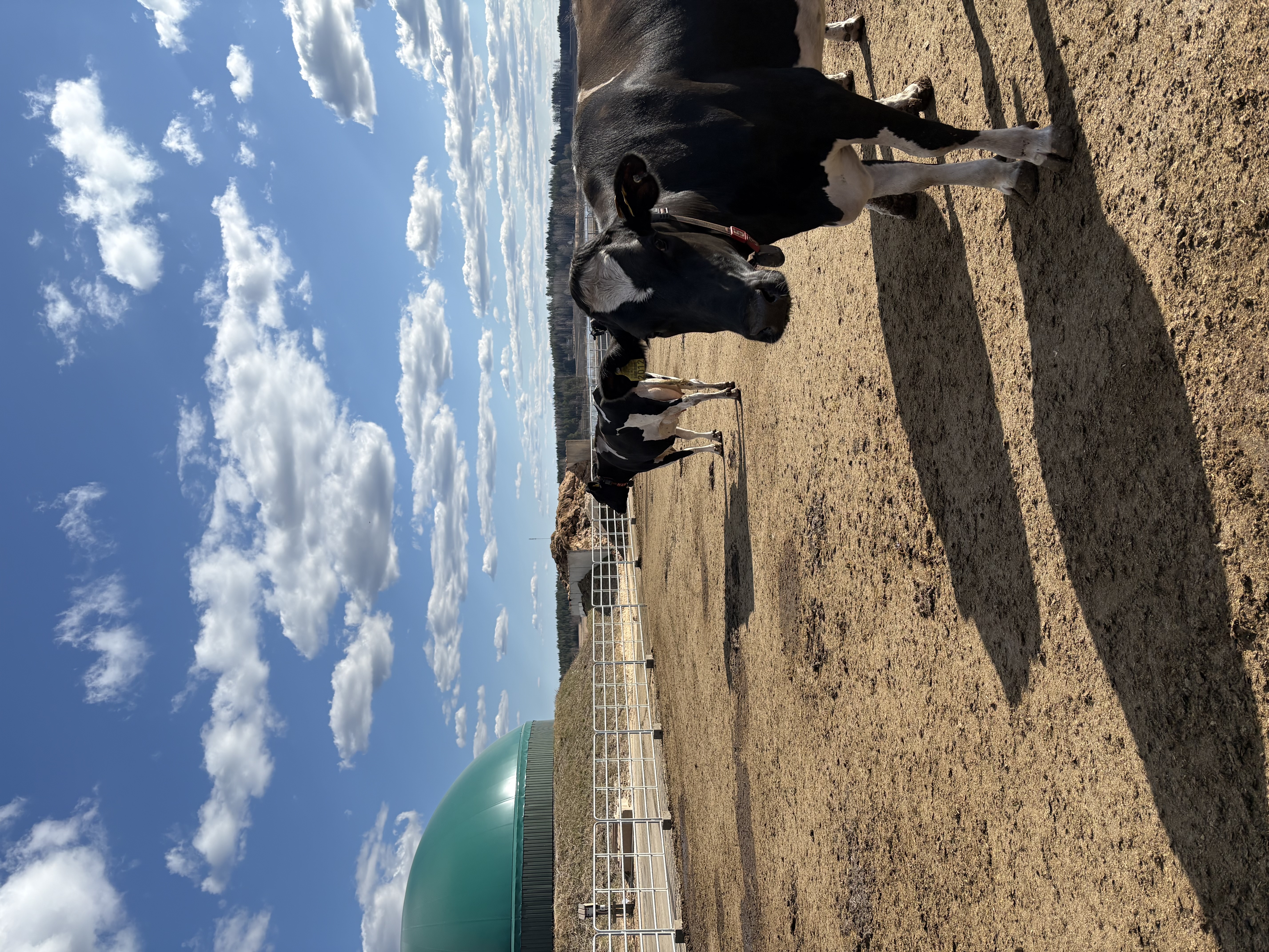 Kor framför biogasanläggning